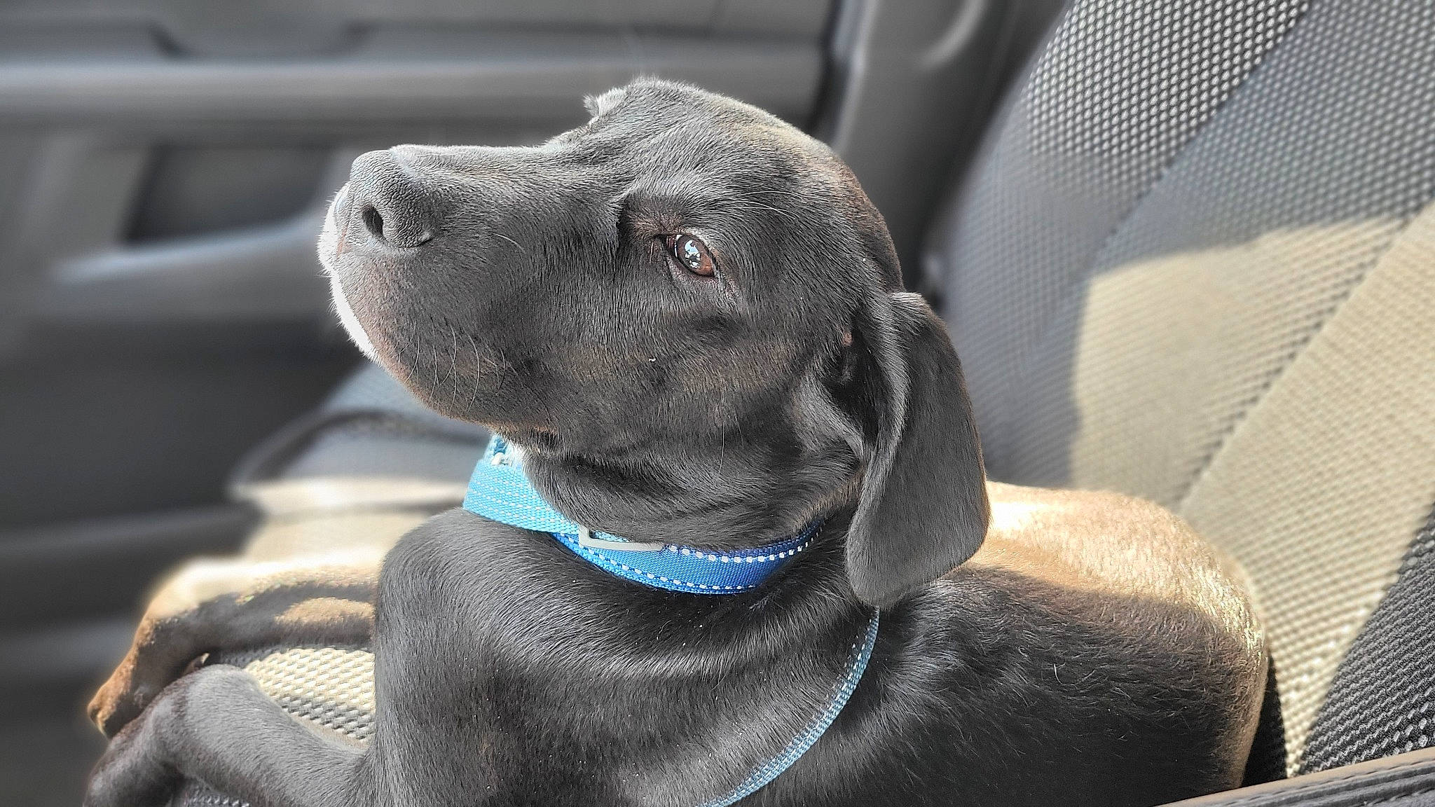 Bently joined the competition — help win amazing prizes! auto_part, canidae, carnivore, collar, comfort, companion_dog, dog, dog_breed, dog_collar, electric_blue, fawn, grey, gun_dog, liver, non_sporting_group, pet_supply, snout, sporting_group, whiskers, working_animal