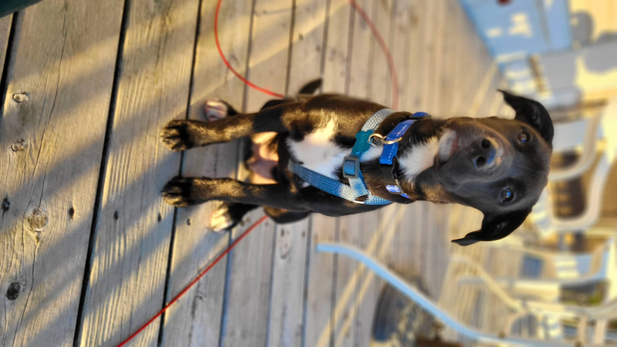 Bently joined the competition — help win amazing prizes! canidae, carnivore, collar, companion_dog, dog, dog_breed, dog_collar, dog_supply, electric_blue, fawn, leash, non_sporting_group, pet_supply, rope, snout, sporting_group, wire, wood, working_animal, working_dog