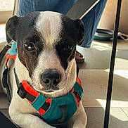 Soul a rejoint le concours — aidez-le/la à gagner de superbes lots ! dog, pet, close_up, indoor, floor, harness, black_and_white, canine, animal, resting, cute, calm, expression, jeans, human_leg, leash, domestic, companion, paw, curious