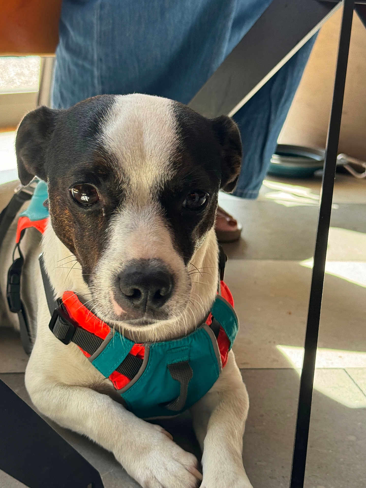 Soul a rejoint le concours — aidez-le/la à gagner de superbes lots ! dog, pet, close_up, indoor, floor, harness, black_and_white, canine, animal, resting, cute, calm, expression, jeans, human_leg, leash, domestic, companion, paw, curious