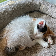 Madison joined the competition — help win amazing prizes! kitten, calico, cat, sleeping, fur, cozy, pet_bed, window, natural_light, paw, pink_paw, feline, curled_up, resting, domestic_cat, cute, animal, indoor, soft, peaceful