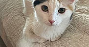 Madison joined the competition — help win amazing prizes! cat, pet, animal, white_cat, calico, fur, whiskers, ears, eyes, nose, bed, blanket, texture, indoor, resting, cute, curious, close_up, feline, portrait