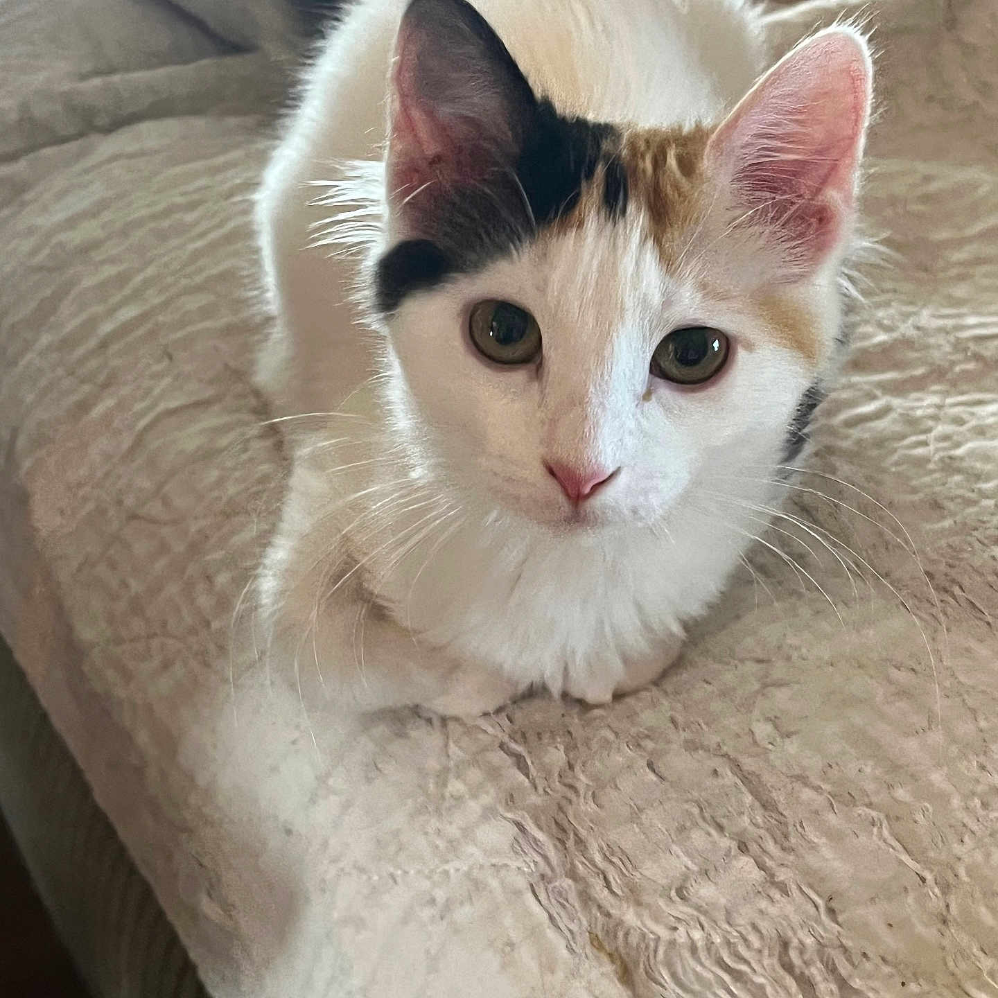 Madison joined the competition — help win amazing prizes! cat, pet, animal, white_cat, calico, fur, whiskers, ears, eyes, nose, bed, blanket, texture, indoor, resting, cute, curious, close_up, feline, portrait