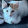 Madison is registered to the contest to win money with this photo: kitten, cat, white_cat, orange_cat, fluffy, pet, animal, indoor, resting, fabric, texture, curious, young_cat, feline, cute, soft, fur, close_up, portrait, relaxed