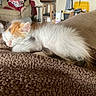Madison joined the competition — help win amazing prizes! kitten, cat, sleeping, calico, fluffy, brown_blanket, indoor, cozy, sunlight, nap, furniture, couch, wood_floor, household_items, pet, cute, relaxing, small_animal, fur, domestic_cat