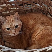 Juju is registered to the contest to win money with this photo: animal, basket, cat, companion, cozy, curled_up, cute, domestic_cat, ears, feline, fur, indoor, looking_up, orange_tabby, pet, relaxed, resting, sleepy, whiskers, woven_basket