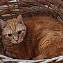animal, basket, cat, companion, cozy, curled_up, cute, domestic_cat, ears, feline, fur, indoor, looking_up, orange_tabby, pet, relaxed, resting, sleepy, whiskers, woven_basket