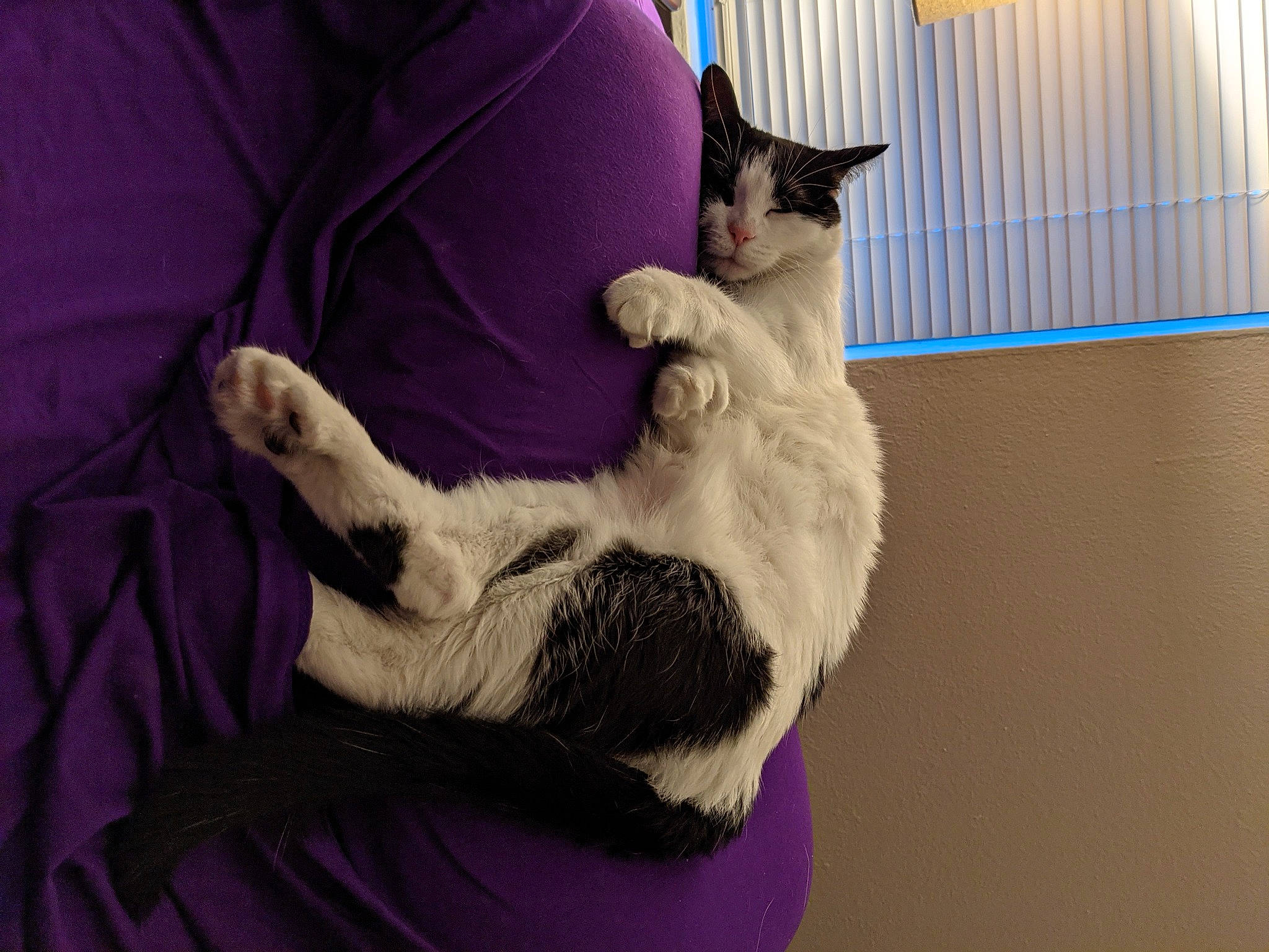 Cloe is registered to the contest to win money with this photo: carnivore, cat, claw, comfort, domestic_short_haired_cat, felidae, fur, gesture, lap, mammal, paw, purple, small_to_medium_sized_cats, tail, whiskers, window