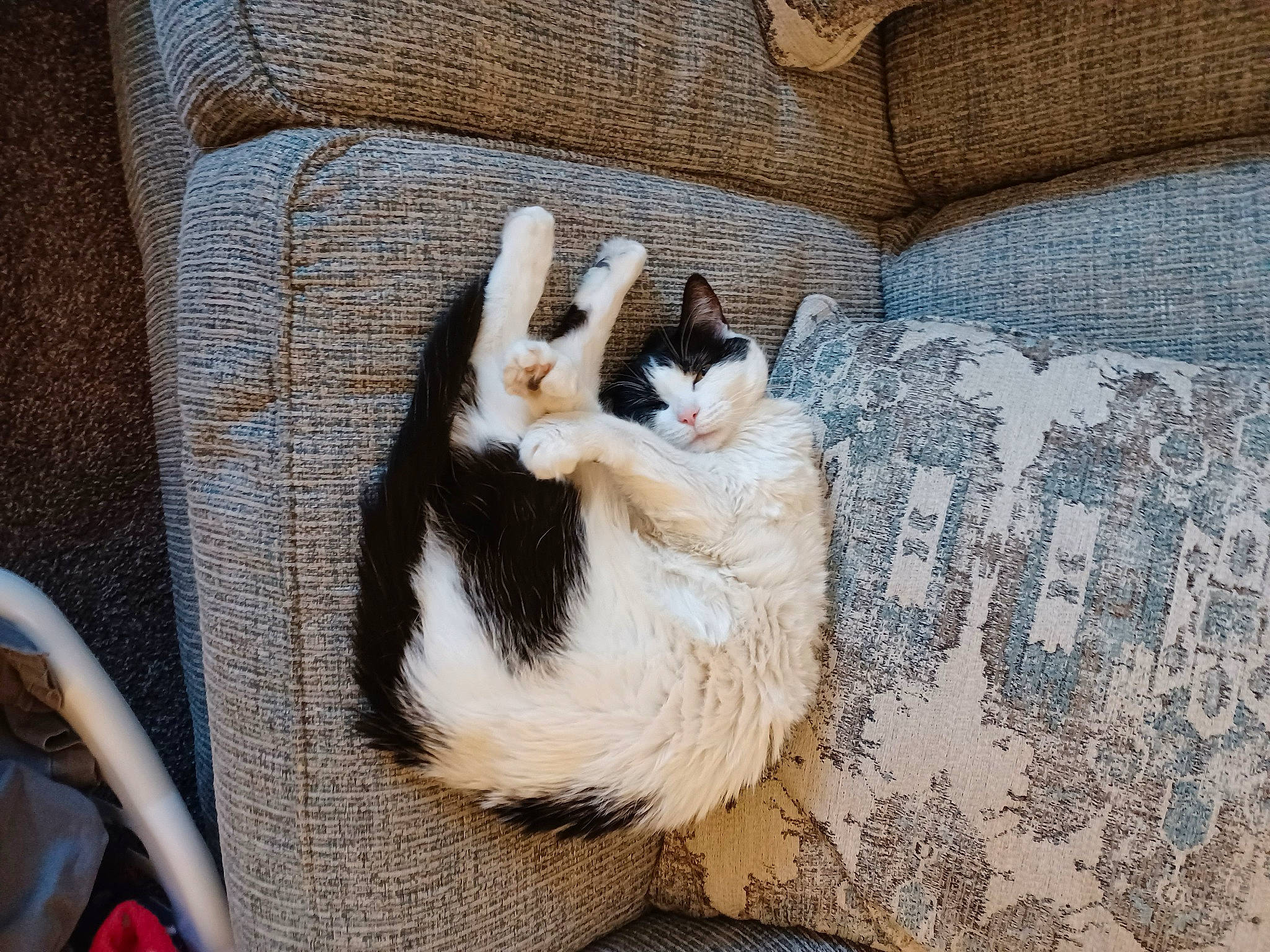 Cloe is registered to the contest to win money with this photo: carnivore, cat, claw, comfort, companion_dog, couch, domestic_short_haired_cat, felidae, fur, linens, mammal, paw, pillow, room, small_to_medium_sized_cats, tail, textile, whiskers, wood, woven_fabric