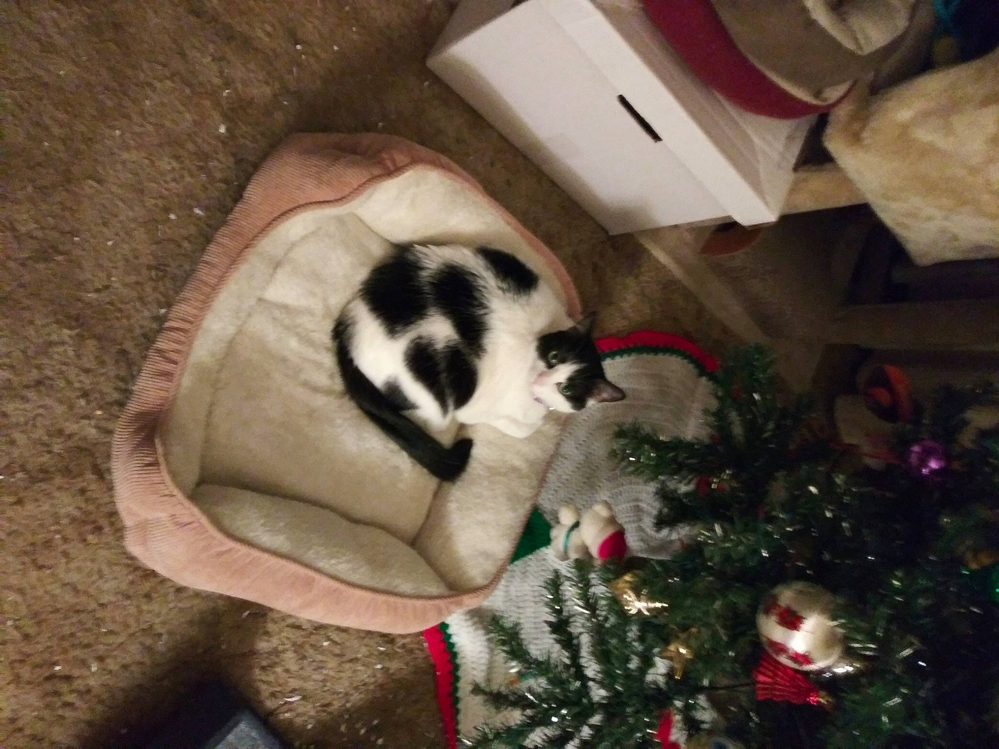 Cloe joined the competition — help win amazing prizes! carnivore, cat, christmas_decoration, christmas_tree, comfort, companion_dog, conifer, dog_breed, domestic_short_haired_cat, event, felidae, fur, holiday, paper_towel, plant, small_to_medium_sized_cats, tail, terrestrial_animal, whiskers, wood