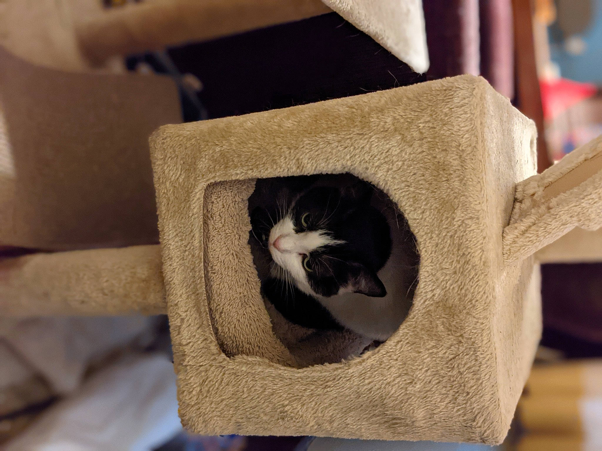 Cloe joined the competition — help win amazing prizes! basket, box, cardboard, carnivore, cat, cat_bed, cat_supply, chair, comfort, domestic_short_haired_cat, felidae, fur, hardwood, room, small_to_medium_sized_cats, tail, textile, whiskers, window, wood