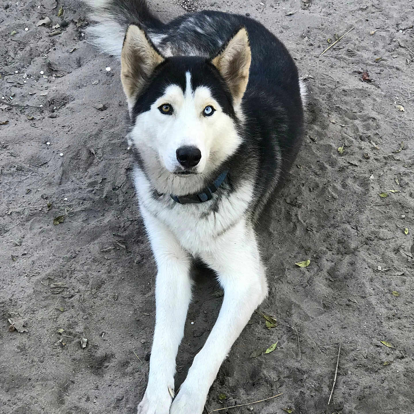 Maximus is registered to the contest to win money with this photo: animal, canine, dog, eskimodog, husky, nature, outdoors, pet, puppy, snout, snow, soil, whitedog