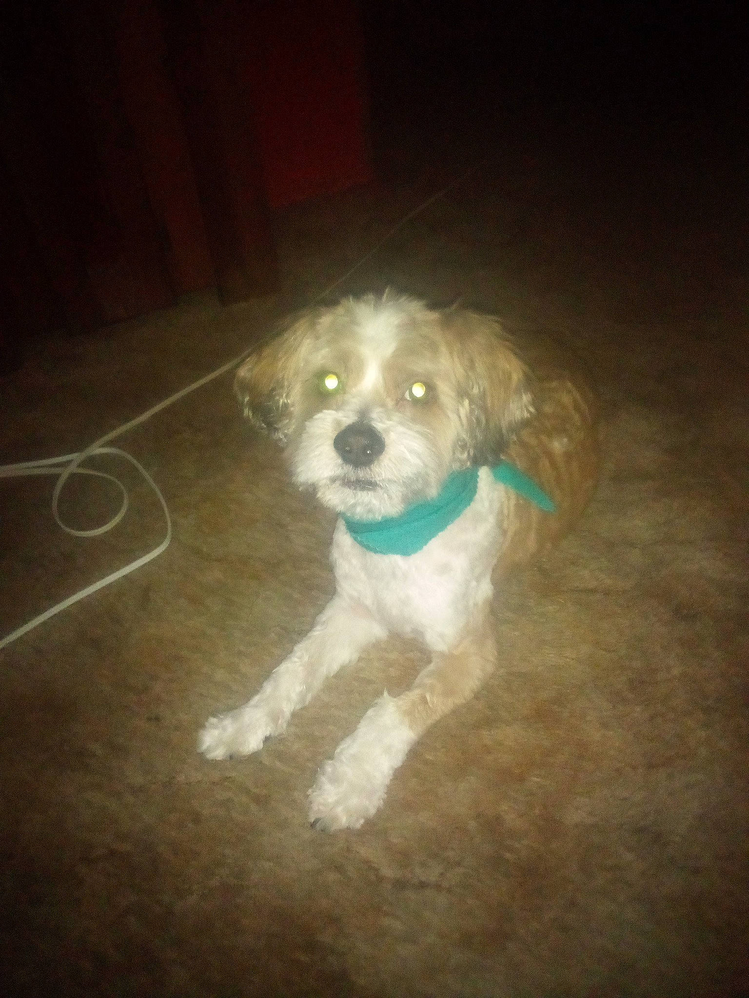 Baxter is registered to the contest to win money with this photo: carnivore, cloud, companion_dog, darkness, dog, dog_breed, dog_clothes, flooring, fur, labradoodle, maltepoo, non_sporting_group, paw, puppy_love, small_terrier, tail, terrier, toy_dog, whiskers, working_animal