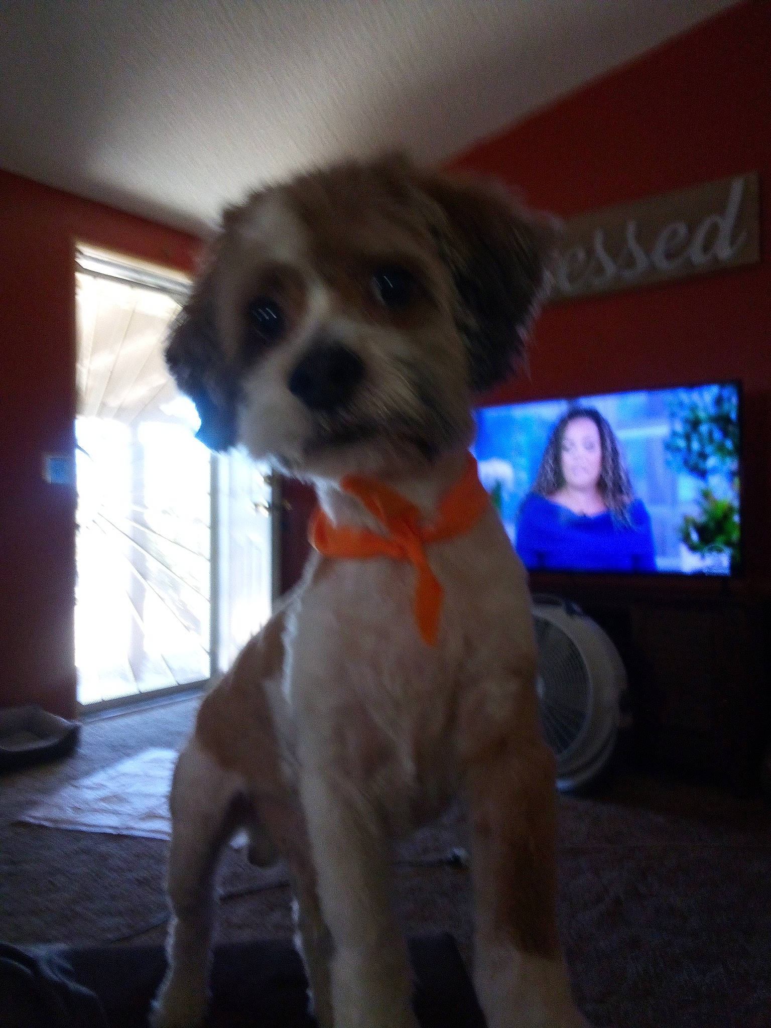 Baxter is registered to the contest to win money with this photo: canidae, carnivore, collar, companion_dog, dog, dog_breed, dog_collar, dog_supply, door, fawn, fur, led_backlit_lcd_display, non_sporting_group, snout, sporting_group, tail, television, toy_dog, whiskers, working_animal