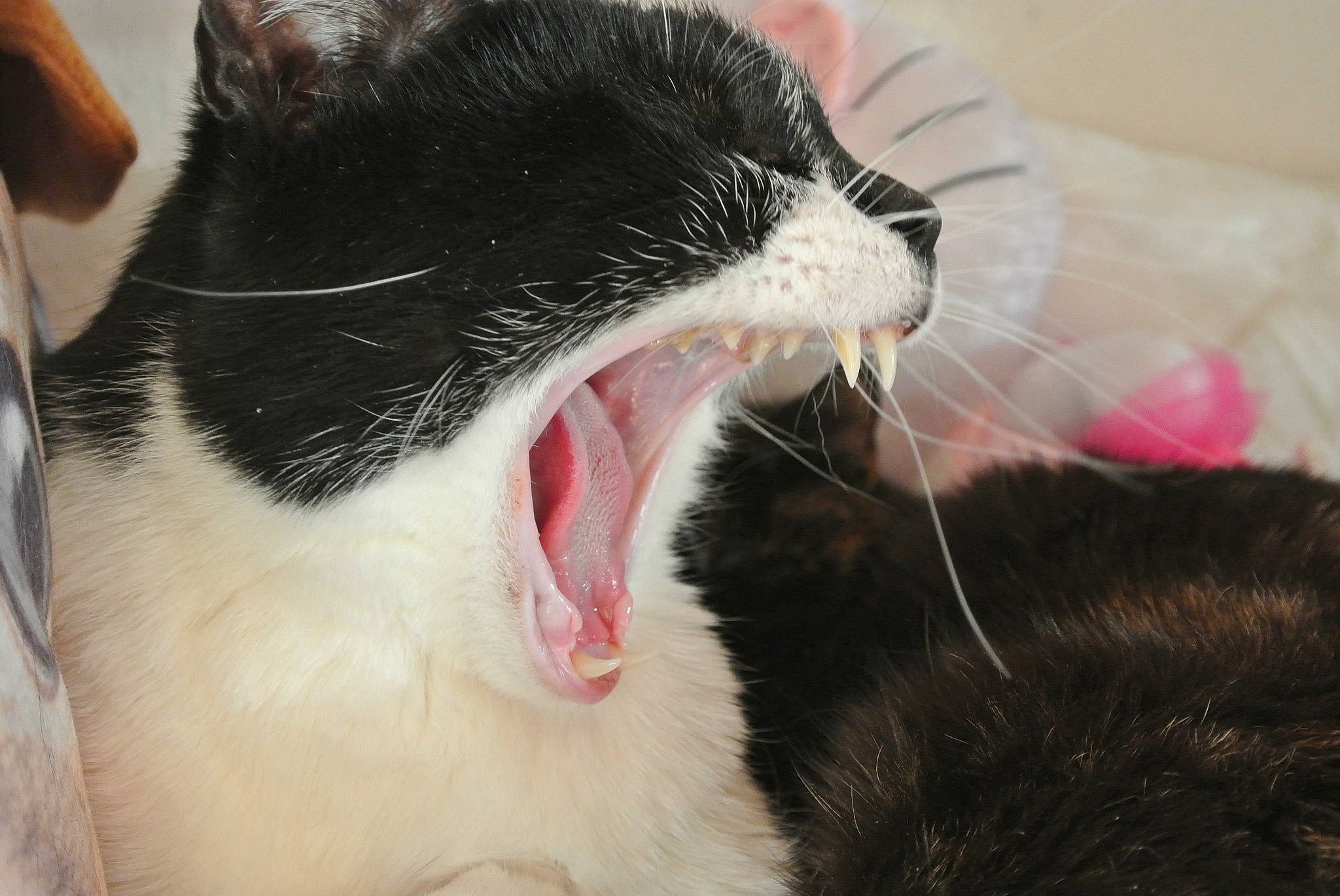 Pavarotti a rejoint le concours — aidez-le/la à gagner de superbes lots ! carnivore, cat, claw, collar, comfort, domestic_short_haired_cat, fang, felidae, foot, fur, gesture, paw, roar, small_to_medium_sized_cats, smile, snout, tongue, tooth, whiskers, yawn