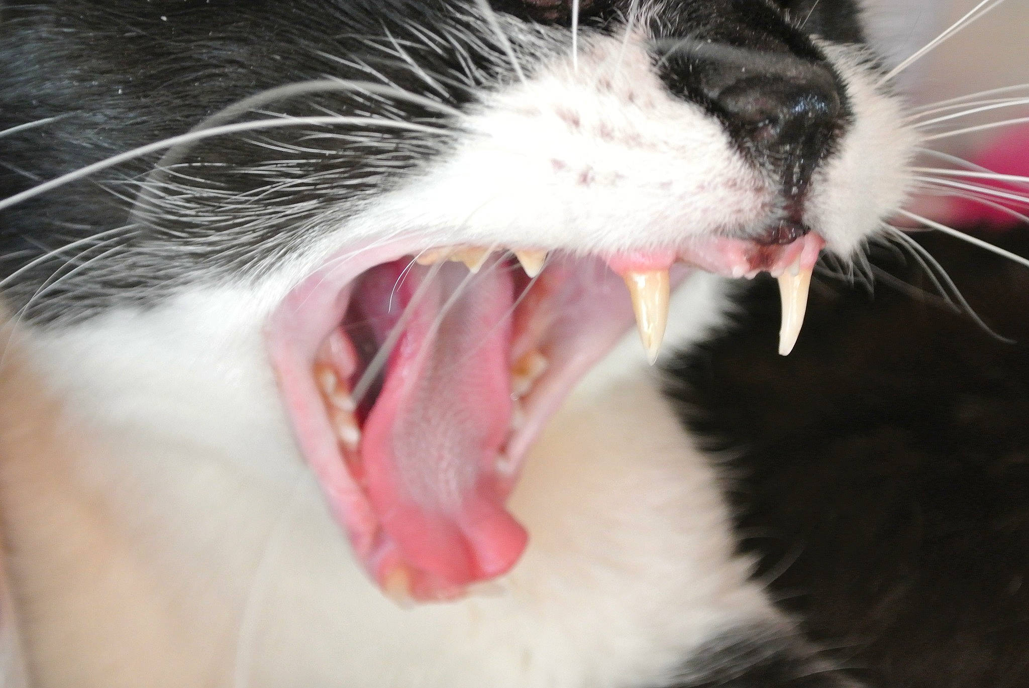 Pavarotti a rejoint le concours — aidez-le/la à gagner de superbes lots ! carnivore, cat, claw, close_up, fang, felidae, foot, fur, gesture, human_body, jaw, organism, paw, roar, small_to_medium_sized_cats, snout, tongue, tooth, whiskers, yawn