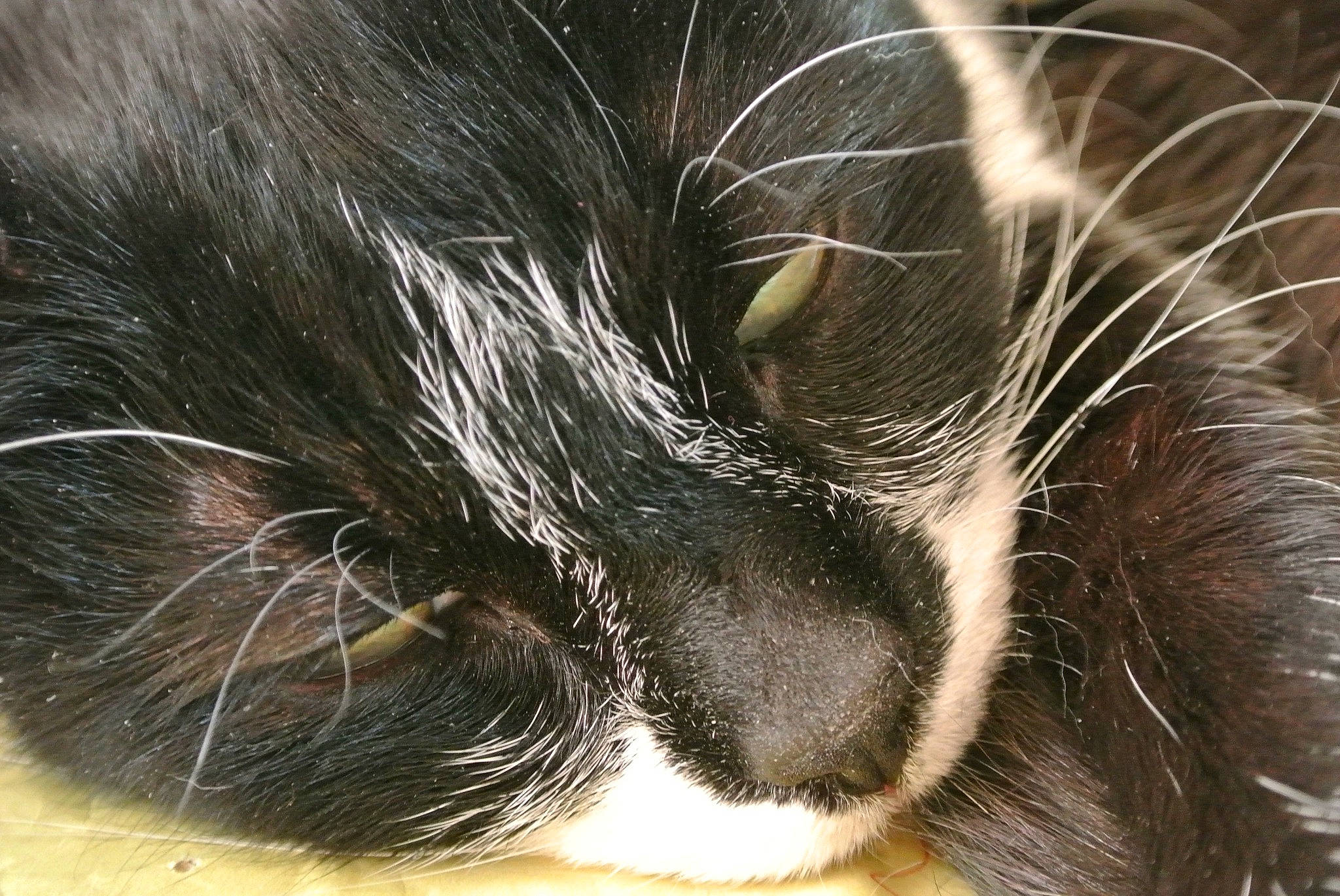 Pavarotti a rejoint le concours — aidez-le/la à gagner de superbes lots ! canidae, carnivore, cat, claw, close_up, dog_breed, domestic_short_haired_cat, ear, eye, eyebrow, felidae, fur, head, iris, paw, small_to_medium_sized_cats, snout, sporting_group, tail, whiskers