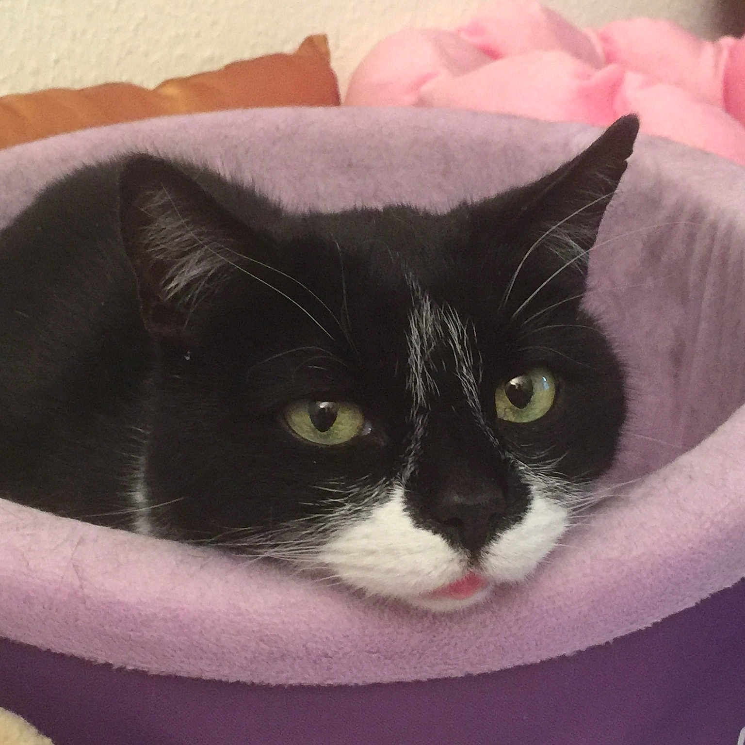 Pavarotti