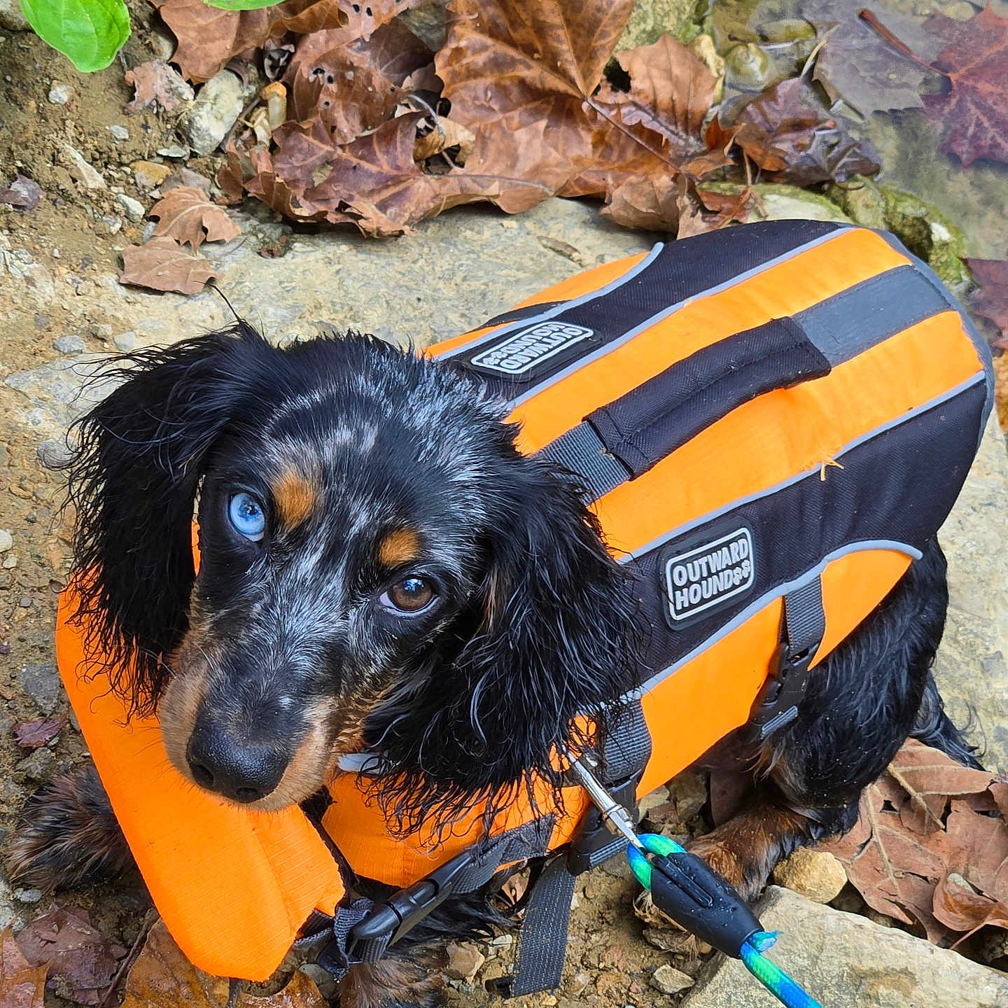 Oliver is registered to the contest to win money with this photo: animal, black_fur, blue_eye, brown_eye, brown_fur, close_up, curious, dog, heterochromia, leash, leaves, life_jacket, nature, orange, outdoor, pet, puppy, rocks, water, wet