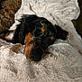 dog, sleeping, blanket, fur, cozy, resting, indoor, comfort, black_fur, brown_fur, soft_texture, closeup, pet, relaxation, animal, bed, nap, domestic_animal, companion, cute
