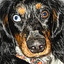 dog, close_up, heterochromia, blue_eye, brown_eye, black_fur, brown_fur, white_fur, nose, whiskers, collar, pet, animal, portrait, canine, ears, fur_texture, attention, curious, indoor