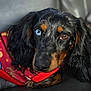 dog, heterochromia, blue_eye, brown_eye, close_up, portrait, black_fur, brown_fur, long_ears, blanket, red_blanket, indoor, pet, cute, animal, mammal, fur, face, looking, calm