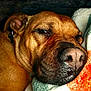Gwen joined the competition — help win amazing prizes! dog, brown_dog, sleepy, resting, blanket, close_up, pet, animal, cozy, soft_texture, nose, face, fur, indoors, relaxed, comfort, warm, cute, canine, snout