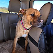 Gwen is registered to the contest to win money with this photo: dog, car_interior, seat, collar, blanket, window, sky, landscape, pet, brown_coat, leather_seat, looking_out_window, daylight, animal, domestic_animal, canine, travel, vehicle, resting_place, curious