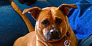 Gwen is registered to the contest to win money with this photo: dog, cat, brown_dog, black_kitten, couch, pillow, indoor, pet, animal, collar, fur, ears, tail, relaxed, curious, home, furniture, domestic, companion, resting