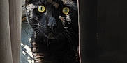 Pugsley joined the competition — help win amazing prizes! cat, black_cat, yellow_eyes, curtains, window, sunlight, shadow, floor, pet, animal, indoor, cute, feline, whiskers, portrait, mysterious, relaxed, domestic, looking, home