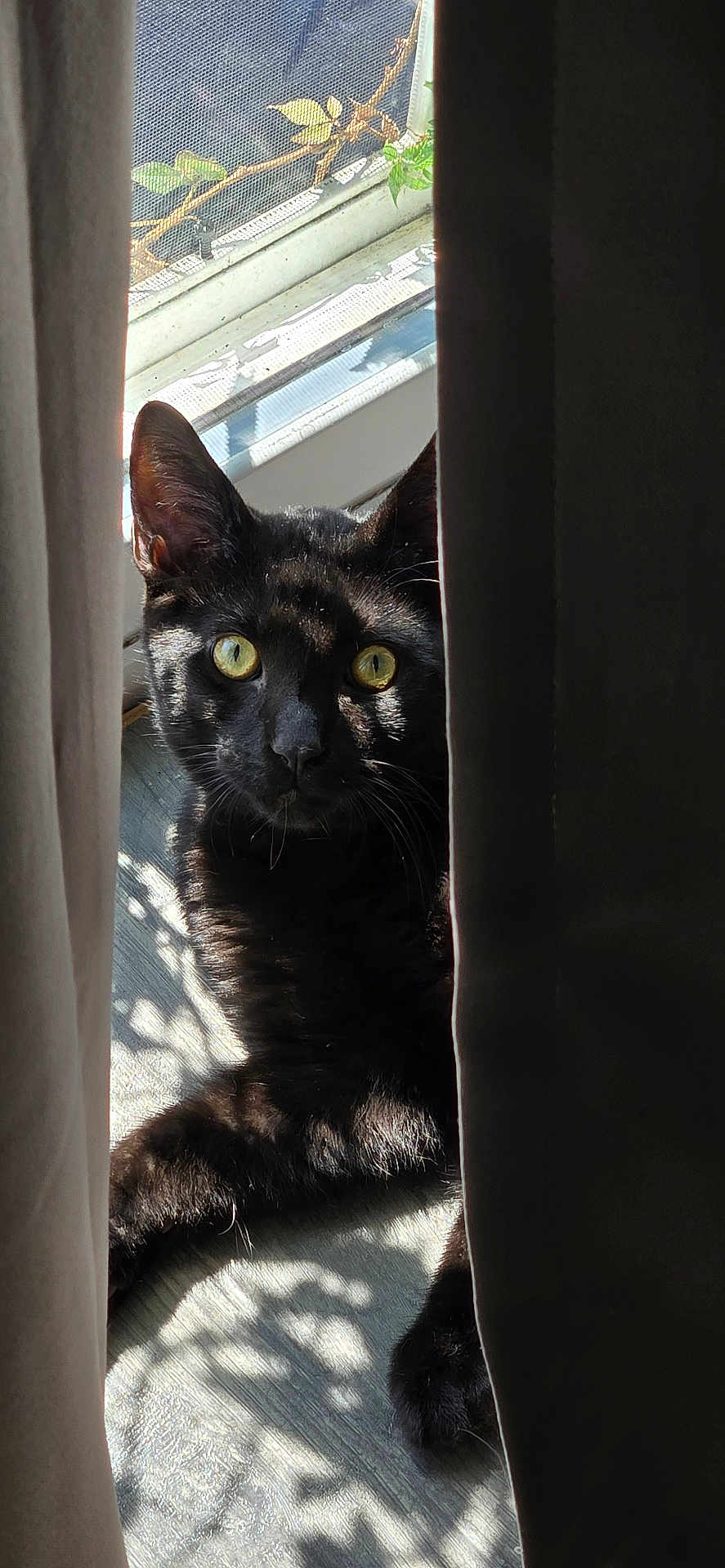 Pugsley joined the competition — help win amazing prizes! cat, black_cat, yellow_eyes, curtains, window, sunlight, shadow, floor, pet, animal, indoor, cute, feline, whiskers, portrait, mysterious, relaxed, domestic, looking, home