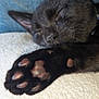 Pugsley is registered to the contest to win money with this photo: black_cat, cat_paw, sleeping_cat, close_up, pet, paw_pads, feline, fur, relaxation, indoor, cozy, napping, animal, whiskers, soft_texture, domestic_cat, resting, cute, chair, blanket