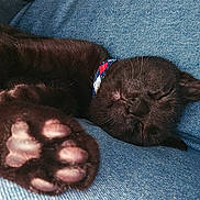 Pugsley is registered to the contest to win money with this photo: cat, black_cat, sleeping, paw, pink_paw_pads, collar, close_up, blue_fabric, cozy, resting, pet, feline, animal, cute, domestic_animal, soft, whiskers, ears, face, relaxed