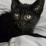 Pugsley is registered to the contest to win money with this photo: black_cat, kitten, pet, animal, green_eyes, whiskers, ears, fur, close_up, bed, blanket, resting, cute, domestic_cat, indoor, feline, young_cat, soft_texture, portrait, curious