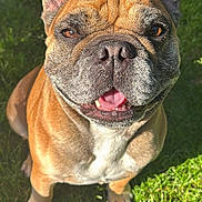 Pyo participe au concours pour gagner de l'argent avec cette photo : dog, french_bulldog, pet, animal, outdoor, grass, sunlight, happy, smiling, brown_fur, ears, face, tongue, close_up, canine, mammal, nature, friendly, cute, sitting