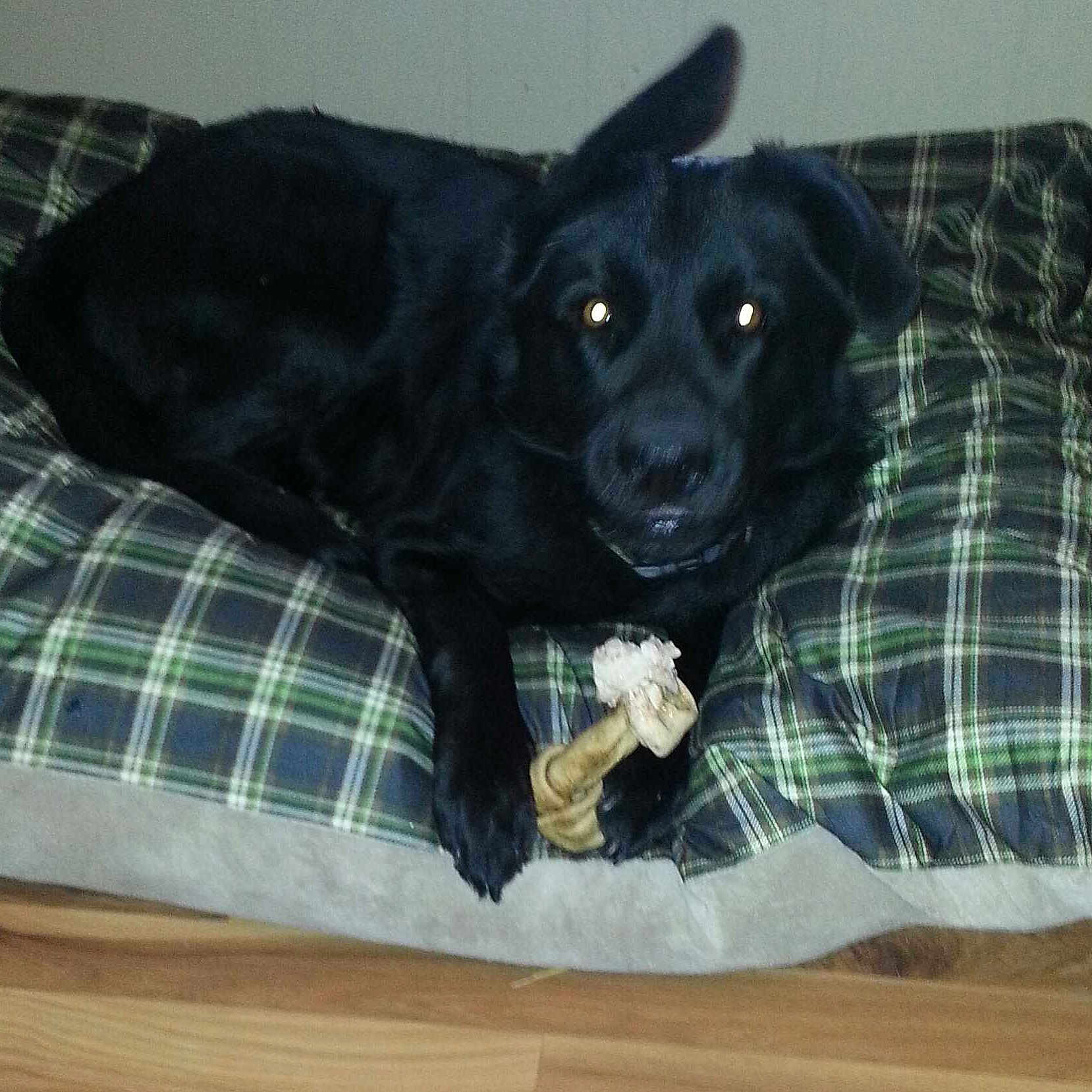 Bear is registered to the contest to win money with this photo: