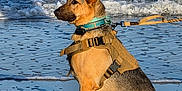 Sasha is registered to the contest to win money with this photo: alert, animal, beach, canine, daytime, dog, german_shepherd, harness, leash, nature, ocean, outdoor, pet, sand, sea, shore, sitting, sunlight, water, waves