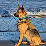 alert, animal, beach, canine, daytime, dog, german_shepherd, harness, leash, nature, ocean, outdoor, pet, sand, sea, shore, sitting, sunlight, water, waves
