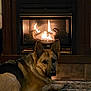 Sasha joined the competition — help win amazing prizes! animal, cozy, dog, domestic, ears, fire, fireplace, fur, german_shepherd, home, indoor, looking, mammal, pet, quiet, relaxing, resting, rug, warm, wood_floor