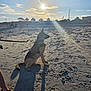 Sasha is registered to the contest to win money with this photo: beach, clouds, dog, fence, footwear, german_shepherd, leash, nature, outdoor, person, relaxation, sand, shadow, silhouette, sky, summer, sun, sunset, umbrella, vacation