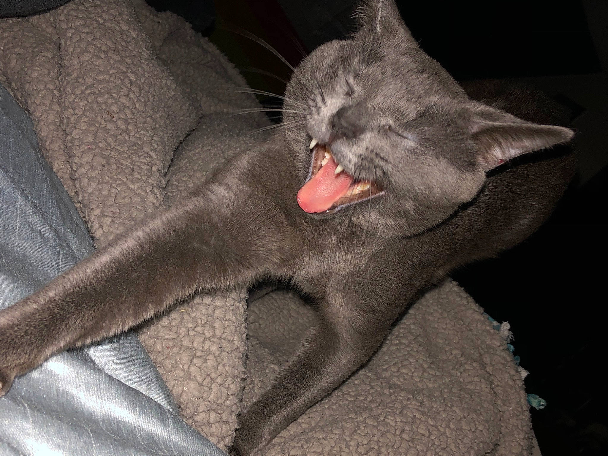 Stormi is registered to the contest to win money with this photo: carmine, carnivore, cat, claw, comfort, couch, dog_breed, fang, felidae, foot, fur, grey, human_leg, jaw, small_to_medium_sized_cats, snout, terrestrial_animal, whiskers, wildlife