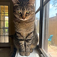 Daisyy is registered to the contest to win money with this photo: cat, tabby, windowsill, sunlight, indoor, window, feline, pet, animal, fur, whiskers, ears, paws, shadow, contemplative, quiet, home, daylight, domestic, resting