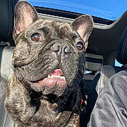 Vito participe au concours pour gagner de l'argent avec cette photo : animal, brindle, car_interior, close_up, companion, daylight, dog, driver, ears, face, french_bulldog, happy, leather_seat, pet, seatbelt, smiling, sunroof, teeth, tongue, window