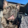 animal, brindle, car_interior, close_up, companion, daylight, dog, driver, ears, face, french_bulldog, happy, leather_seat, pet, seatbelt, smiling, sunroof, teeth, tongue, window