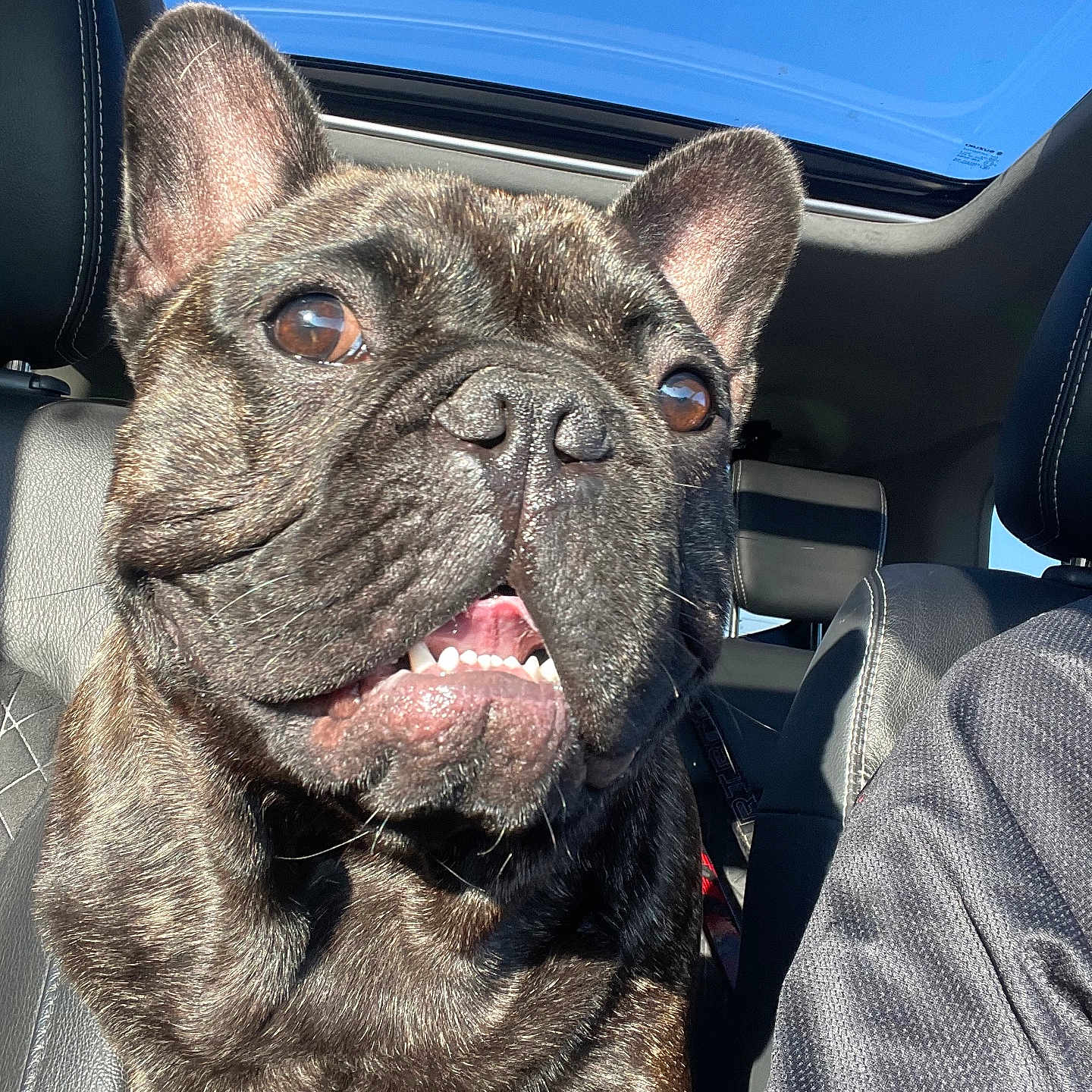 Vito participe au concours pour gagner de l'argent avec cette photo : animal, brindle, car_interior, close_up, companion, daylight, dog, driver, ears, face, french_bulldog, happy, leather_seat, pet, seatbelt, smiling, sunroof, teeth, tongue, window
