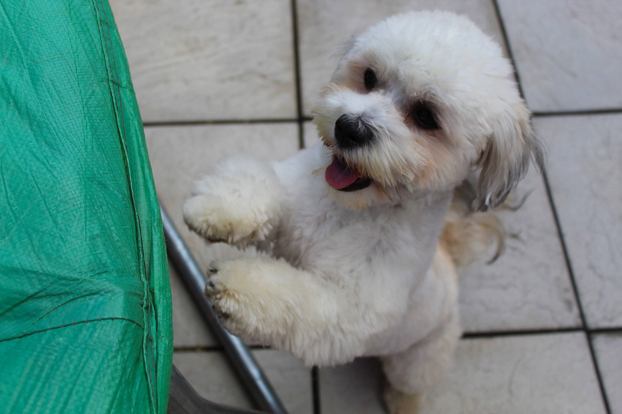 Toffee joined the competition — help win amazing prizes! canidae, carnivore, collar, companion_dog, dog, dog_breed, dog_collar, dog_supply, fur, maltepoo, non_sporting_group, poodle, poodle_crossbreed, shih_poo, snout, sporting_group, terrier, toy_dog, water_dog, working_animal