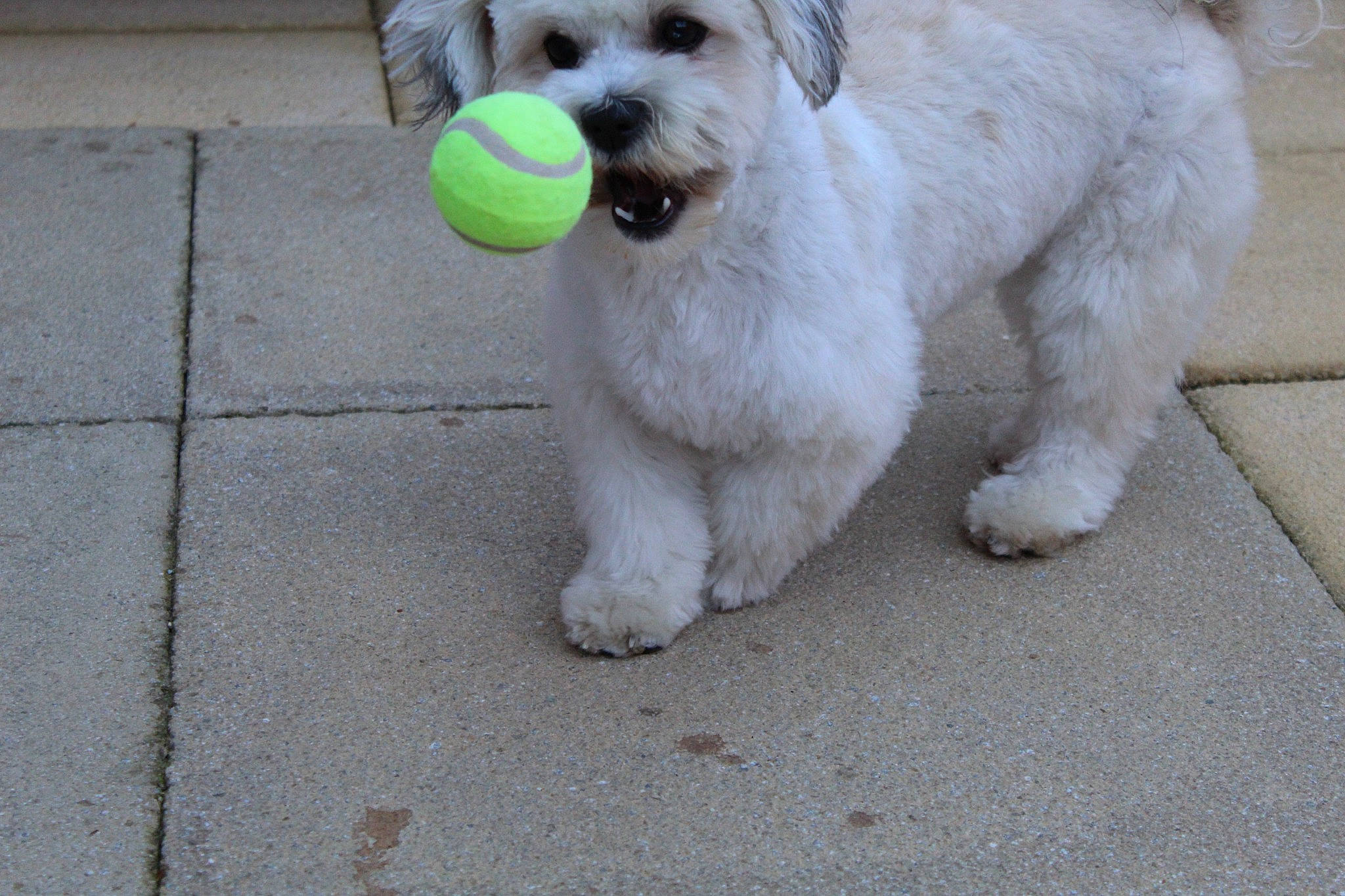 Toffee is registered to the contest to win money with this photo: ball, canidae, carnivore, companion_dog, dog, dog_breed, dog_collar, dog_supply, flooring, labradoodle, leash, road_surface, sidewalk, small_terrier, sporting_group, tail, tennis_ball, terrier, toy_dog, working_animal