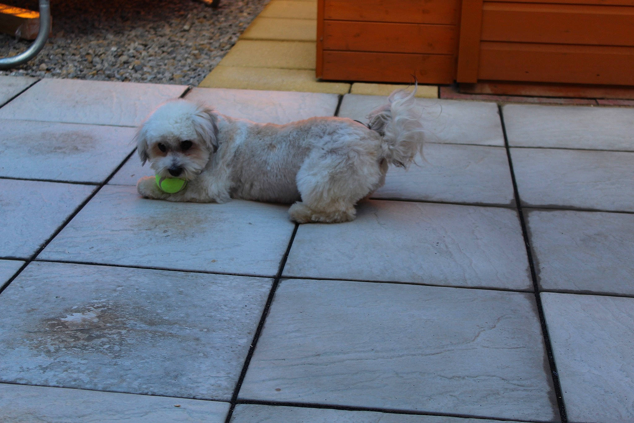 Toffee is registered to the contest to win money with this photo: asphalt, automotive_lighting, bicycle_wheel, carnivore, companion_dog, dog, dog_breed, fawn, floor, flooring, grass, road_surface, sidewalk, small_terrier, snout, terrier, tire, toy_dog, wheel, working_animal