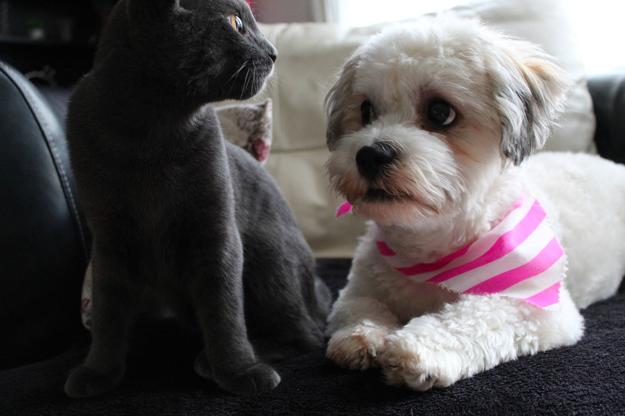 Toffee joined the competition — help win amazing prizes! canidae, carnivore, collar, companion_dog, dog, dog_breed, dog_supply, fur, mal_shi, maltepoo, non_sporting_group, poodle_crossbreed, puppy_love, small_terrier, smile, snout, sporting_group, terrier, toy_dog, working_animal