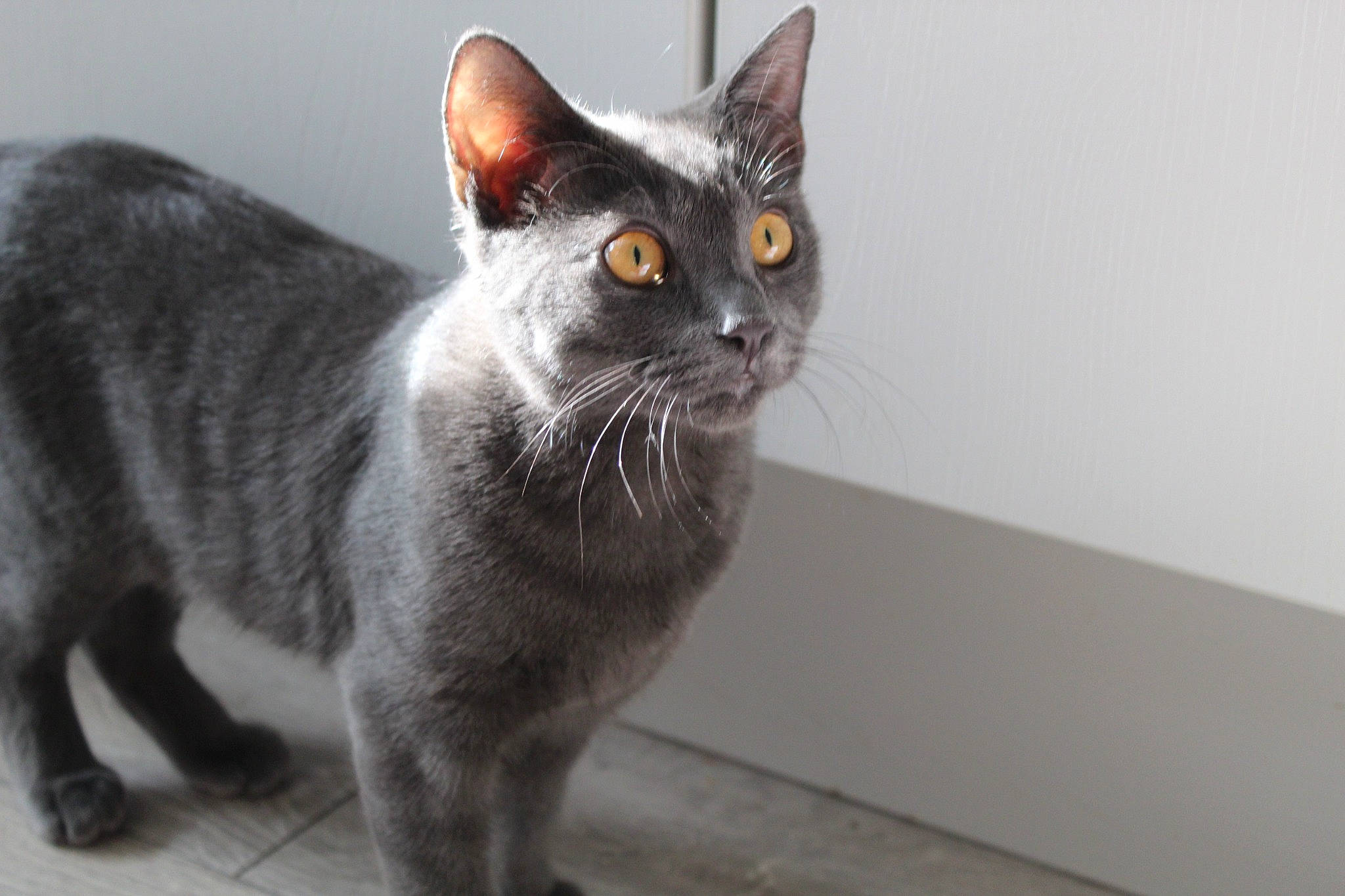 Smokey is registered to the contest to win money with this photo: black_cat, carnivore, cat, domestic_short_haired_cat, felidae, fur, grey, monochrome_photography, small_to_medium_sized_cats, snout, tail, terrestrial_animal, whiskers, window